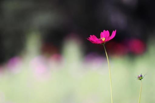 Landscape with cosmos flowers, JPG