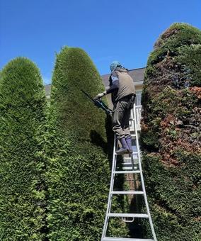 植木 剪定 造園業者 植木屋 コニファー 植木 剪定 造園業者 植木屋 コニファーの写真