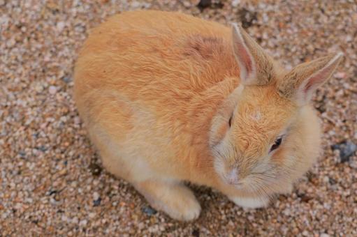 ウサギの赤ちゃん ウサギの赤ちゃんの写真