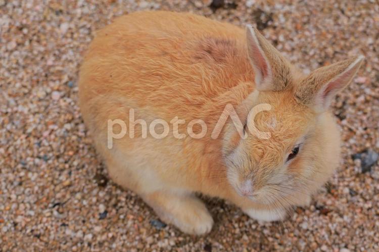 ウサギの赤ちゃん うさぎ,ウサギ,兎の写真素材