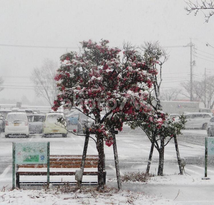 冬の雪の積もった木 雪,積雪,冬の写真素材