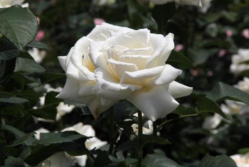 バラ・薔薇 パスカリ バラ・薔薇 パスカリの写真