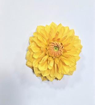 ゴールデンイエローダリア1 ダリア,イエロー,オレンジの写真素材