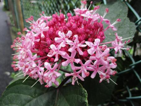 hydrangea, hydrangea, hydrangea, hydrangea, JPG