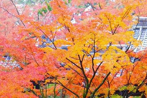 京都の紅葉の写真