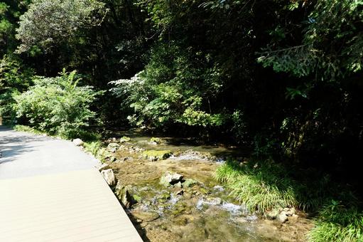 山口県秋芳洞 山口県秋芳洞 山口県,秋芳洞,鍾乳洞の写真素材