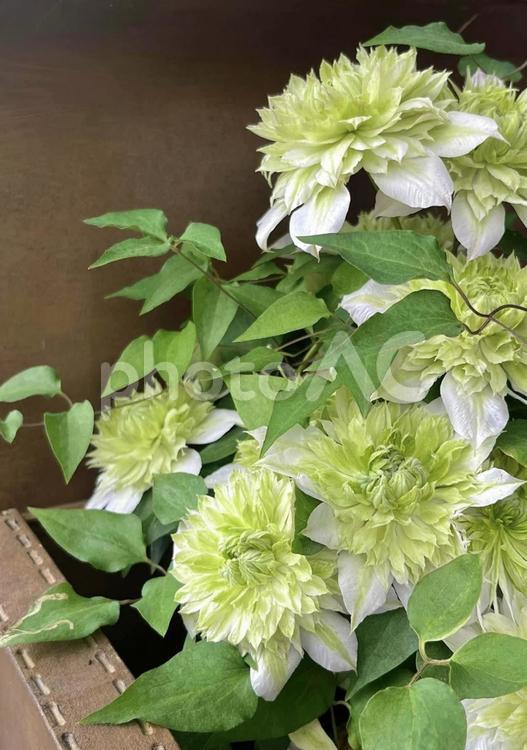 爽やかな色合いのクレマチス白万重 クレマチス,clematis,白い花の写真素材