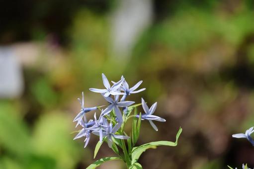 チョウジソウの薄水色の花びらの花のアップの写真