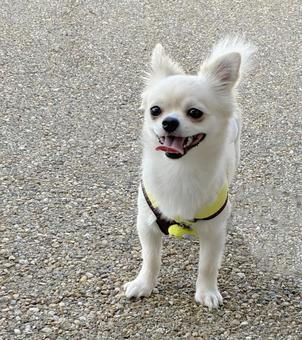 お散歩中のチワワの笑顔 お散歩中のチワワの笑顔 お散歩,チワワ,犬の写真素材