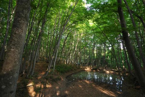 森の中の水たまり 森の中の水たまり 美人林,森,森林の写真素材