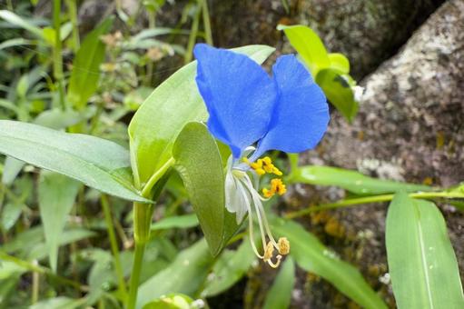 ツユクサの花・7月下旬 ツユクサの花・7月下旬の写真