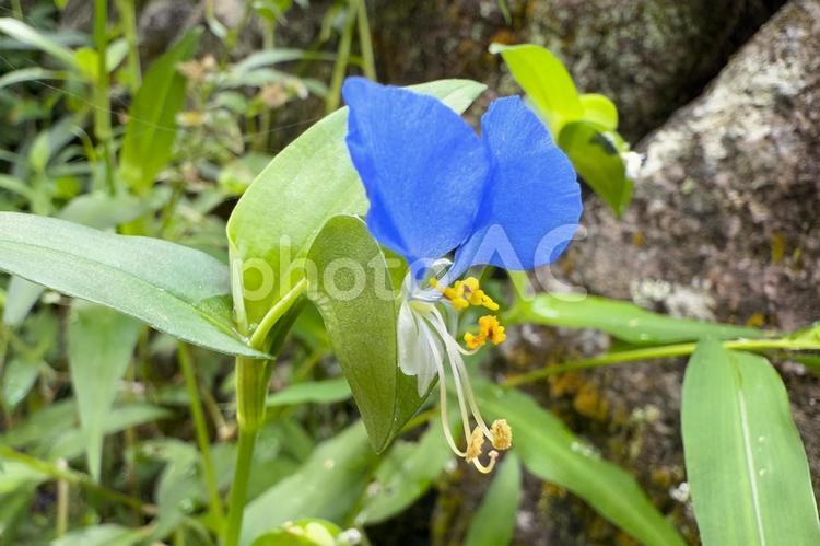 ツユクサの花・7月下旬 ツユクサ,花,雑草の写真素材