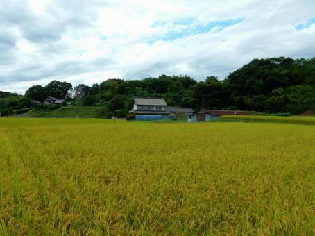 【風景写真】秋の田んぼの風景 【風景写真】秋の田んぼの風景の写真