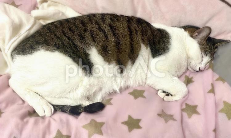 爆睡するキジ白にゃんこさま 猫,キジ白,爆睡の写真素材