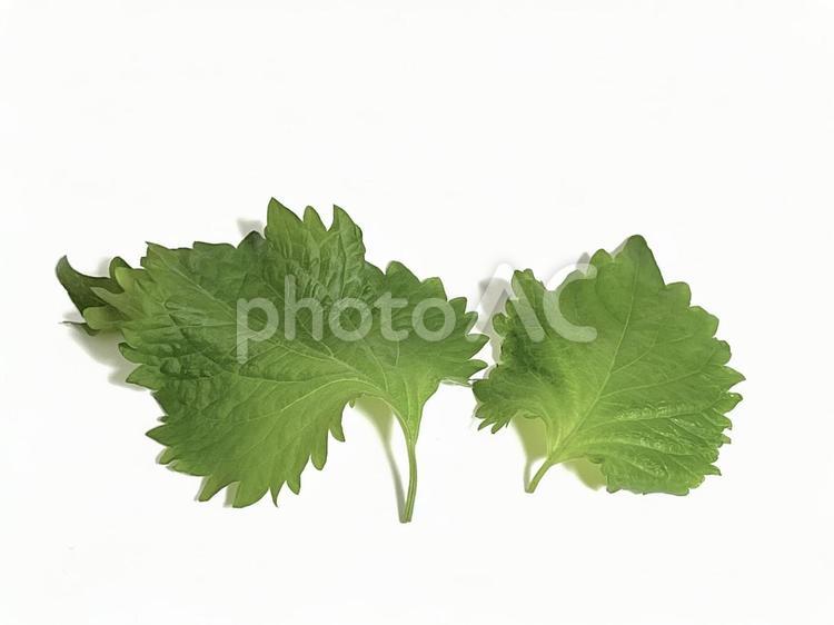 しそ　2枚　③ しそ,野菜,食べ物の写真素材