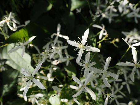 センニンソウ センニンソウ,木,花の写真素材