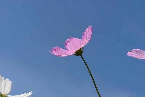 コスモス街道で撮ったコスモスの花 コスモス街道で撮ったコスモスの花の写真