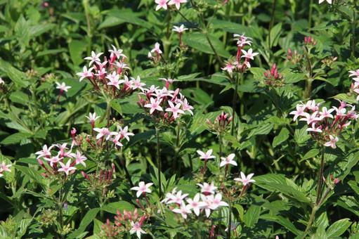ペンタス Pentas ペンタス Pentasの写真
