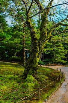 【石川】兼六園 文化財指定庭園の写真