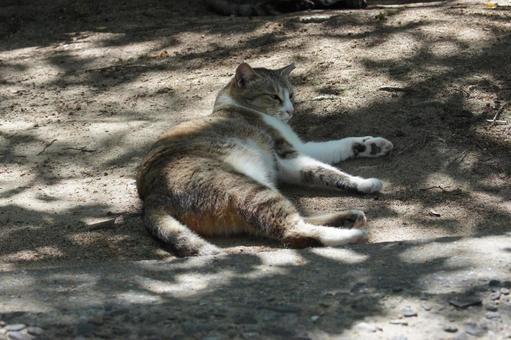 ねこ 箱座り,飼い猫,家猫の写真素材
