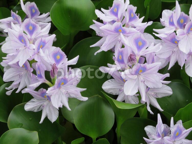 夏のホテイアオイの花の群生 背景,ホテイアオイ,花の写真素材