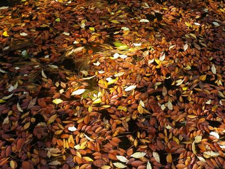 水面を覆う秋の落ち葉 紅葉 水面を覆う秋の落ち葉 紅葉の写真