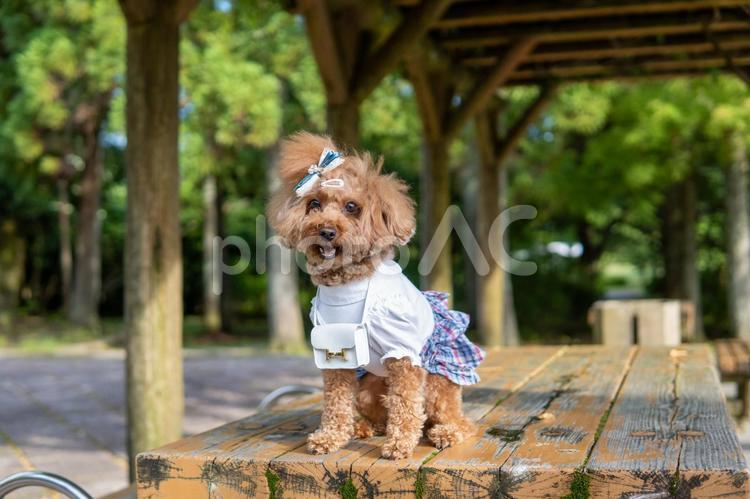 夏の公園で散歩するトイプードル トイプードル,トイプー,夏の写真素材