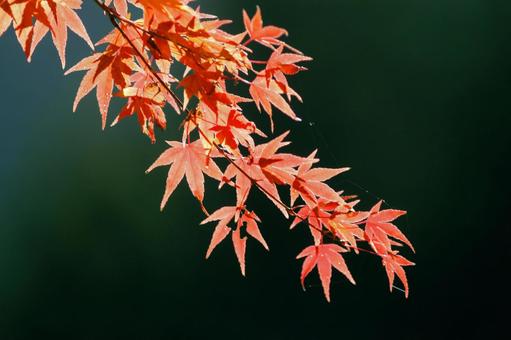 紅葉-110 もみじ,秋,背景の写真素材
