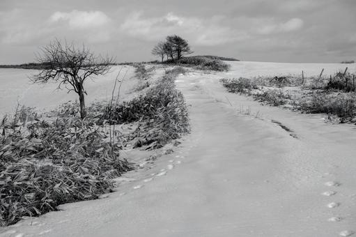 雪原の道が誘う厚岸の牧場に立つ孤高の樹々 雪原,雪景色,樹木の写真素材