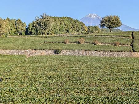 冬晴れの茶畑 富士山,お茶,自然の写真素材