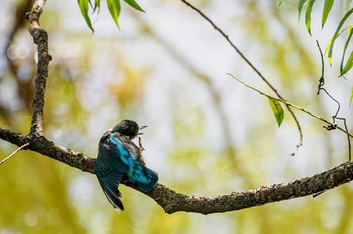 カワセミの若鳥⑾ カワセミの若鳥⑾ 鳥,カワセミ,若鳥の写真素材