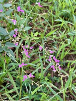 アレチヌスビトハギの紫の花 アレチヌスビトハギ,雑草,野草の写真素材