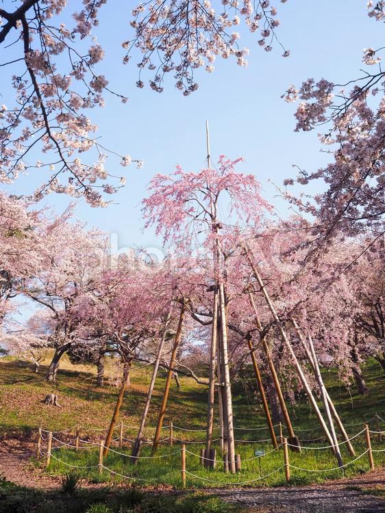 青空に映える満開のしだれ桜 宮城県,大崎市,田尻の写真素材