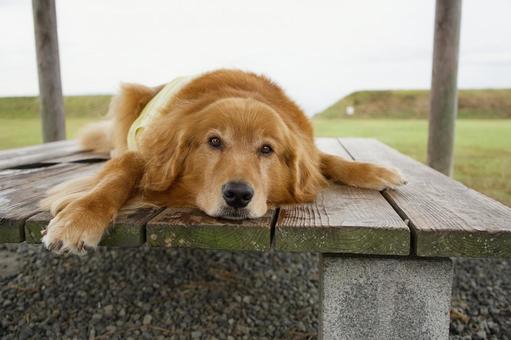 ゴールデンのポートレートの写真