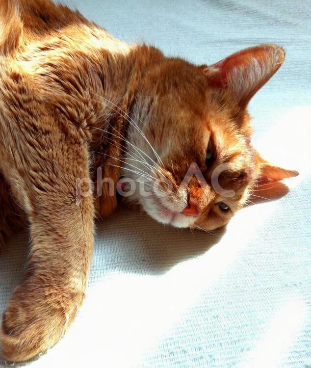 ねこ　ひなたぼっこ cat,お昼寝,にゃんこの写真素材