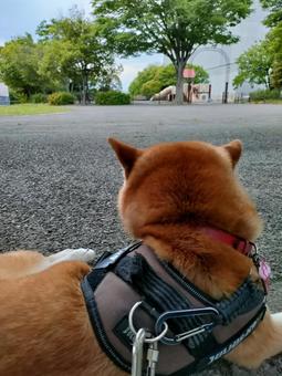 公園でお散歩休憩する柴犬くるみ! 公園でお散歩休憩する柴犬くるみ!の写真
