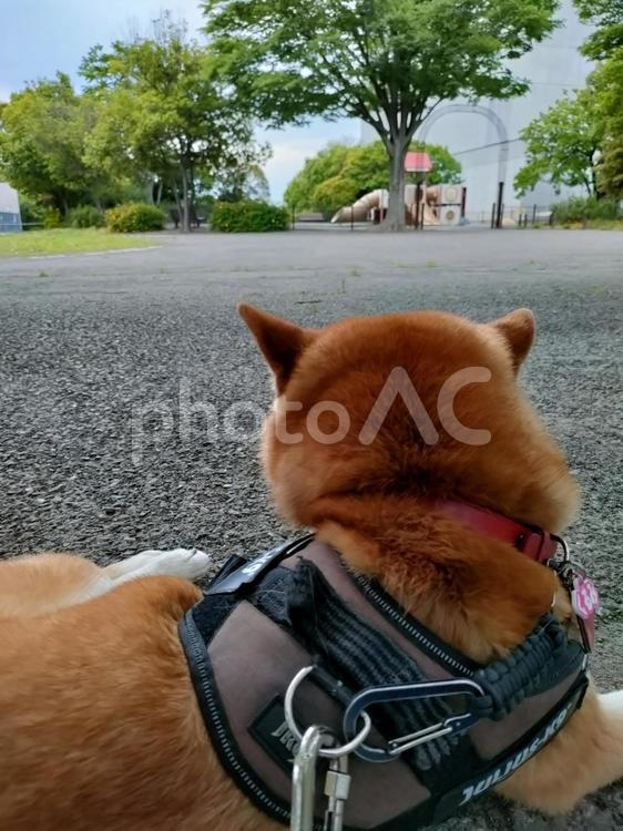 公園でお散歩休憩する柴犬くるみ！ 犬,柴犬,シバの写真素材