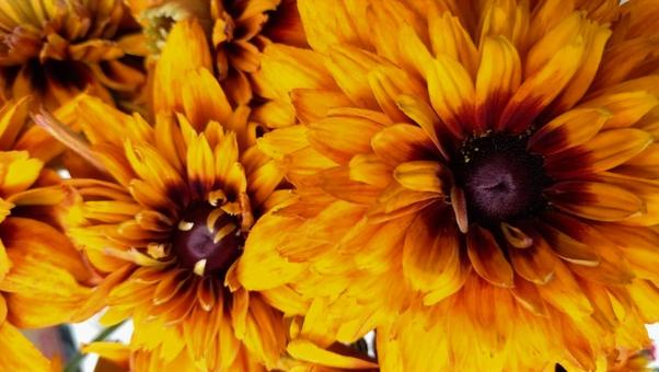 Photo, rudbake, flower, orange, 