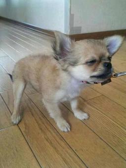 Chihuahua doesn't want to go for a walk, small dog, a pet, chihuahuasa, JPG