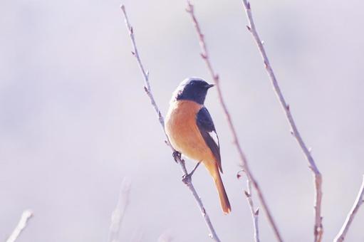 枝に止まるジョウビタキ 鳥,ジョウビタキ,冬の写真素材