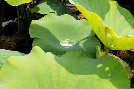 古代蓮の葉の雫 古代蓮の葉の雫 古代蓮,初夏,自然の写真素材
