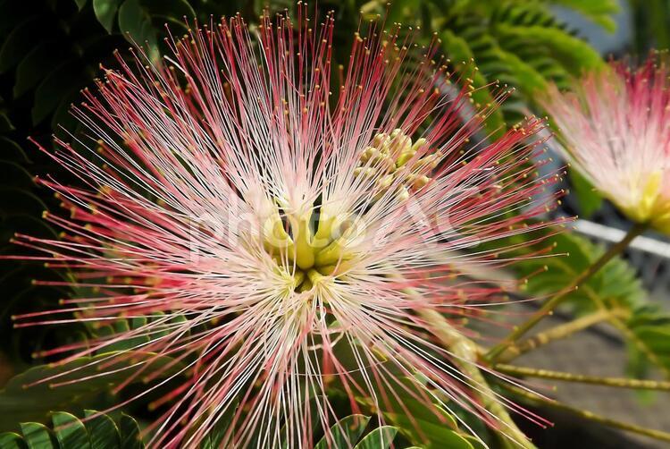 ねむの木 ネムノキ,マメ科,植物の写真素材