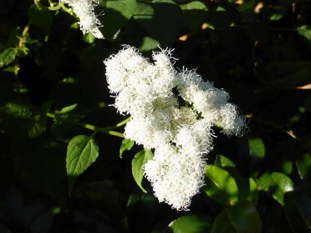 お寺の植え込みに咲くマルバフジバカマの写真