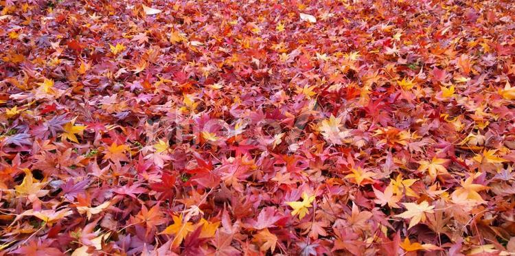 紅葉の絨毯 風景,木,オレンジの写真素材