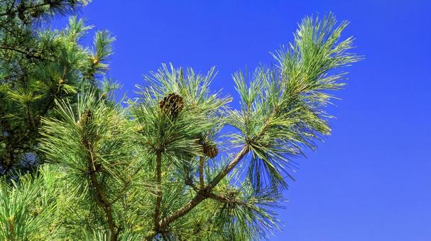 碧空に描く松の線 空,空背景,秋の写真素材