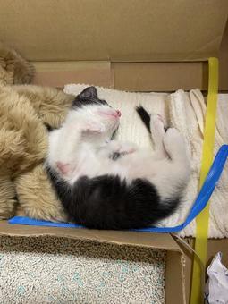 ハチワレ猫 ハチワレ猫 猫,ねこ,ペットの写真素材