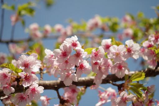 桜3 桜3の写真