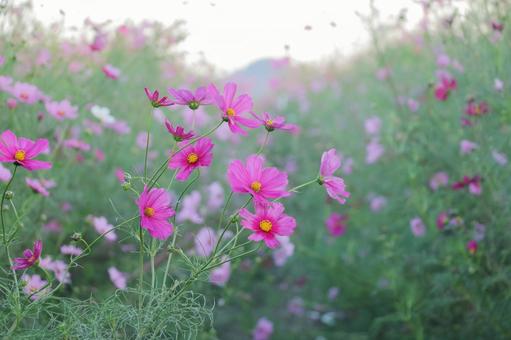 Autumn cosmos field, JPG