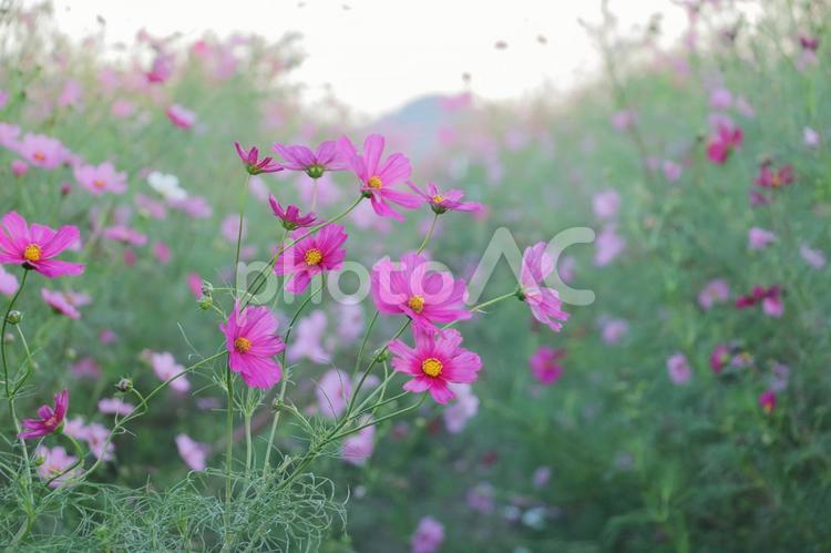 秋のコスモス畑 コスモス,秋,花の写真素材