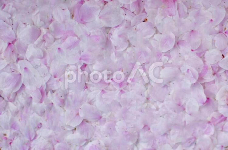 一面の桜の花びら 花びら,はなびら,花の写真素材